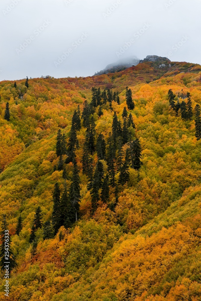 Colorful Trees in Autumn Season.savsat/artvin 