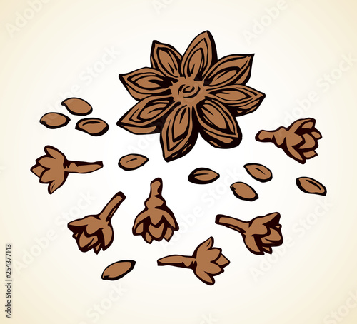 Anise. Vector drawing