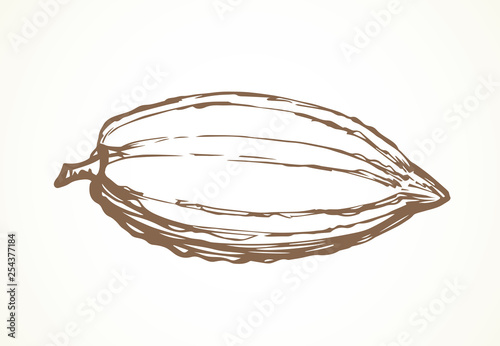Cocoa Fruits. Vector drawing