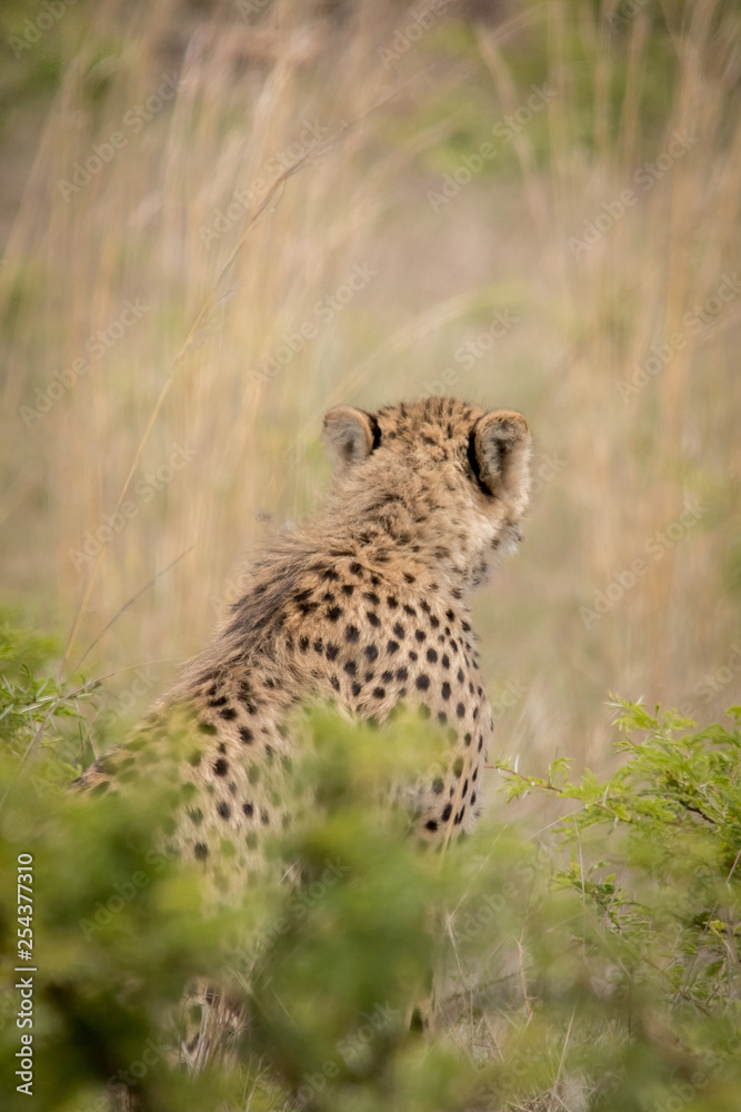 Cheetah Hunting Cheetah Hunting