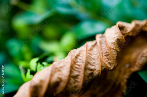 autumn dry leaf 