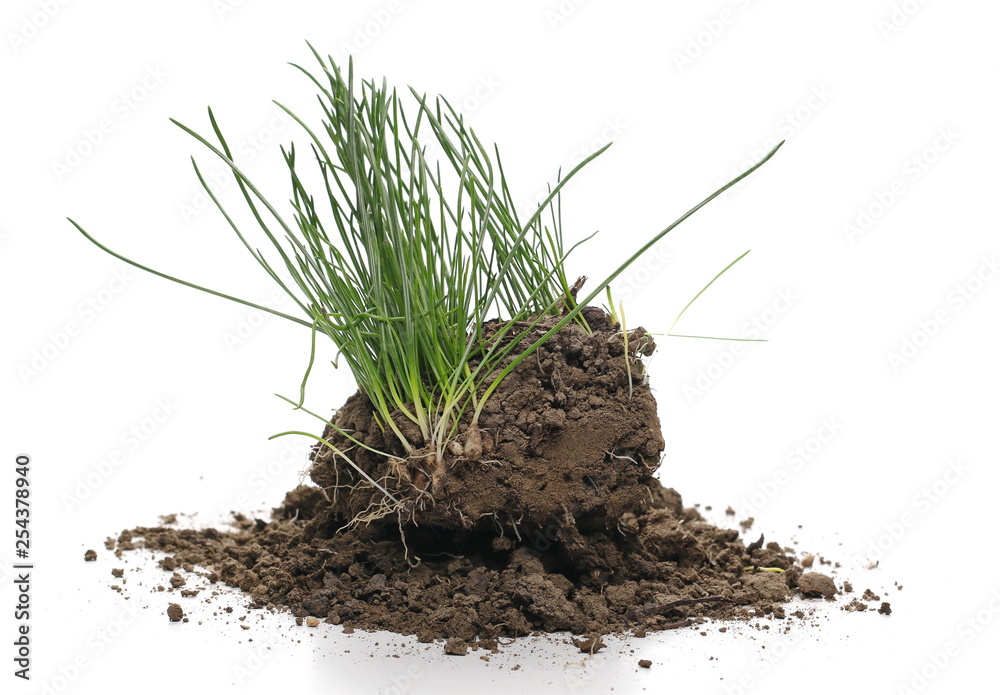 Green grass with dirt isolated on white background and texture Green grass with dirt isolated on white background and texture