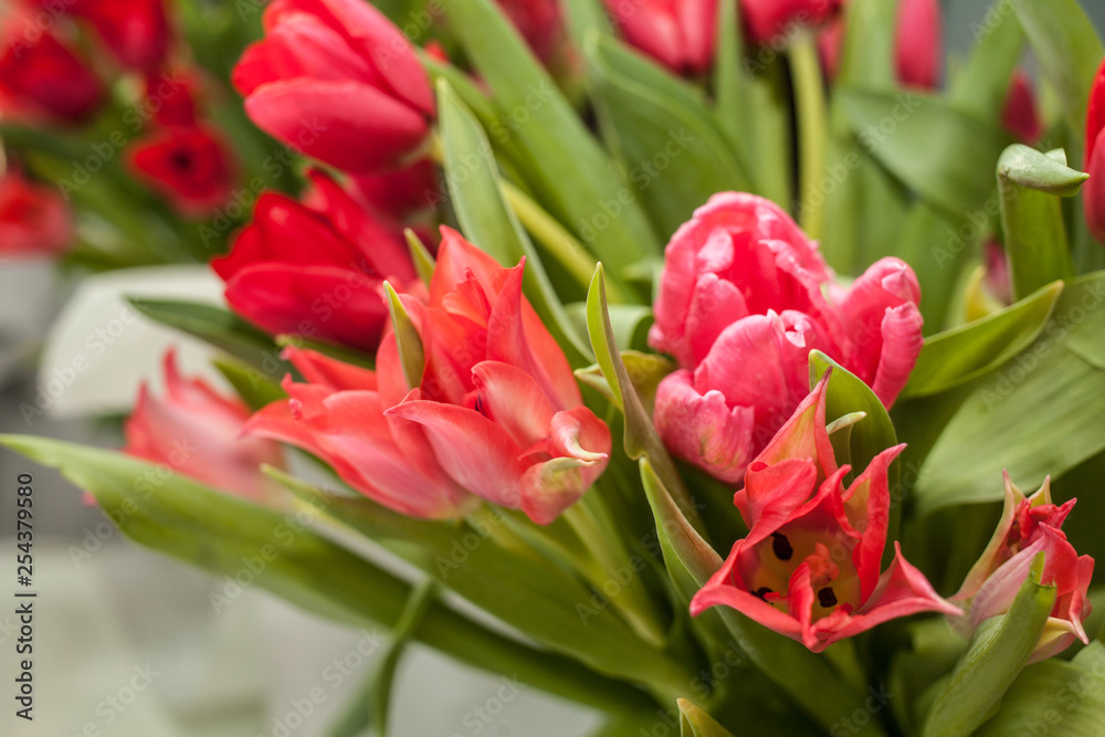 Red fresh spring tulips of different varieties with selective focus Red fresh spring tulips of different varieties with selective focus