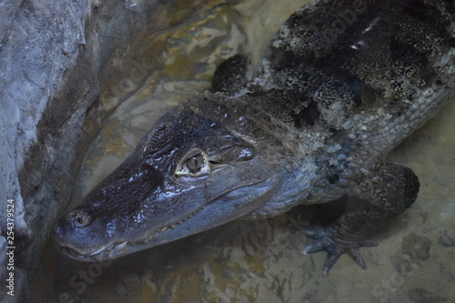 A caiman is an alligatorid crocodilian belonging to the subfamily Caimaninae, one of two primary lineages within Alligatoridae, the other being alligators