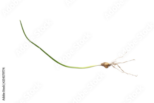 Grass stem with roots isolated on white background and texture, top view