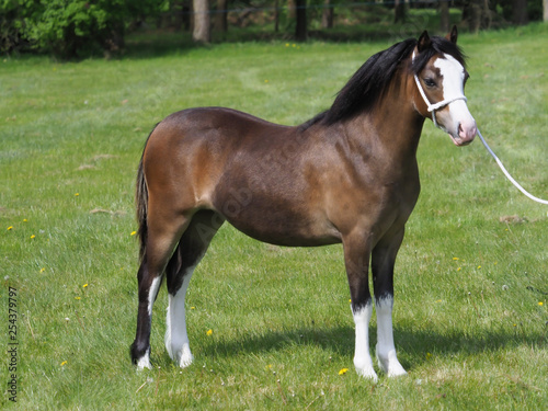 Fotografija Pretty Welsh Pony