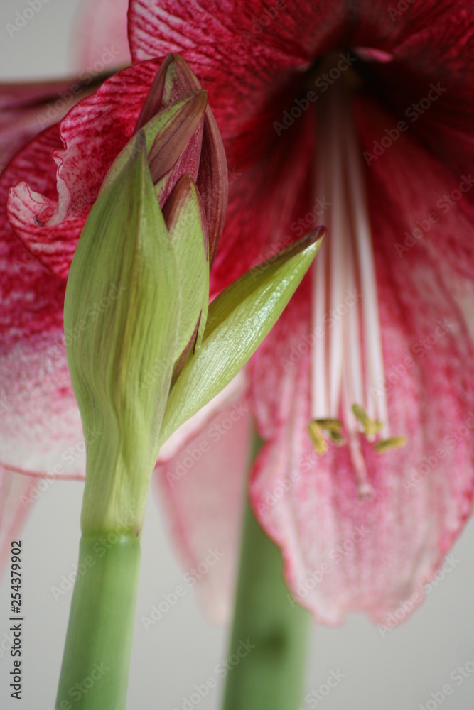 Obraz premium Enlarged flowers. Hippeastrum Daphne flowering buds.