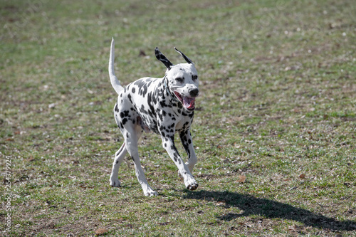 Adorable Dalmatian dog outdoors in spring. Selective focus