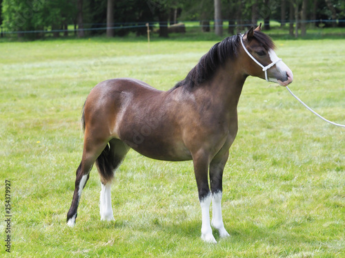 Pretty Welsh Pony