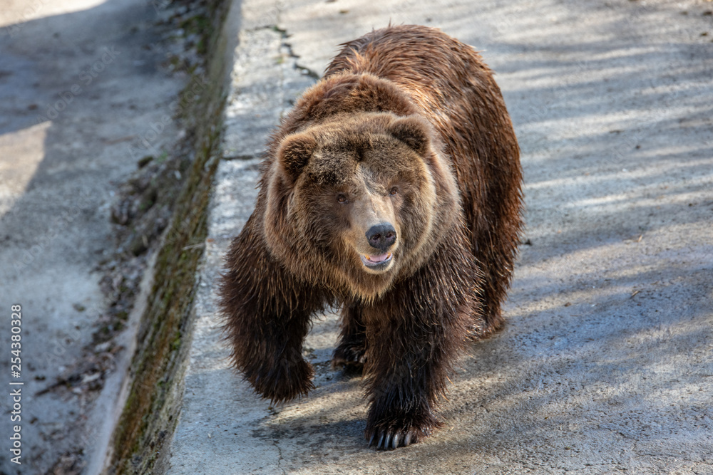 Eurasian brown bear (Ursus  arctos) also known as the European brown bear.