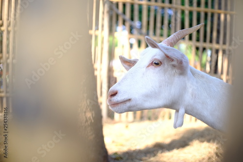 close up of white goat in the farm selective focus.