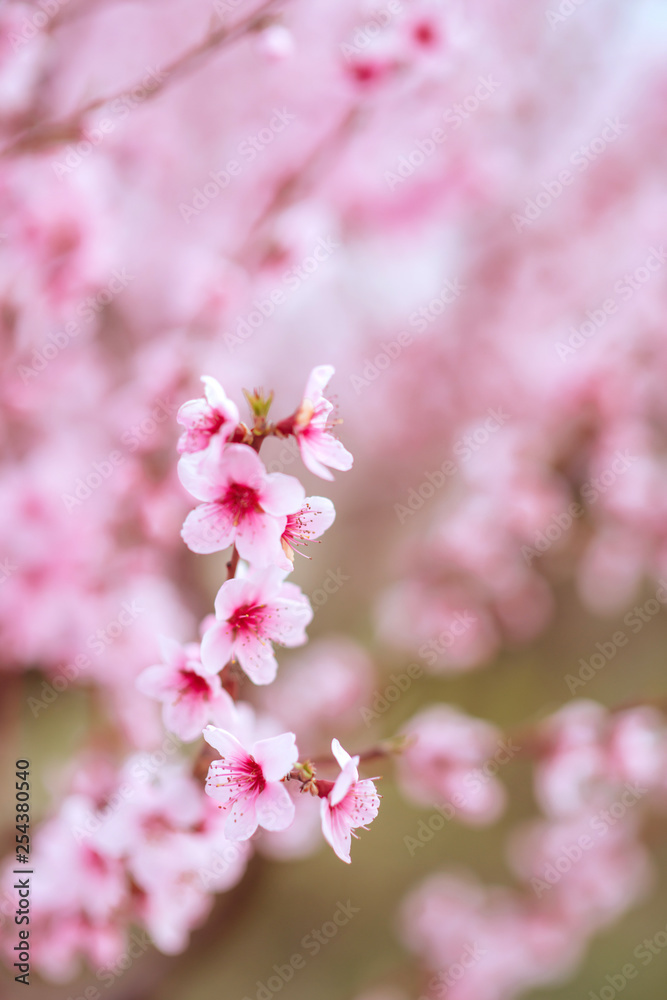 Fototapeta premium Summer blossoming roses background, selective focus, shallow DOF, toned, light and heart bokeh background, pastel and soft card