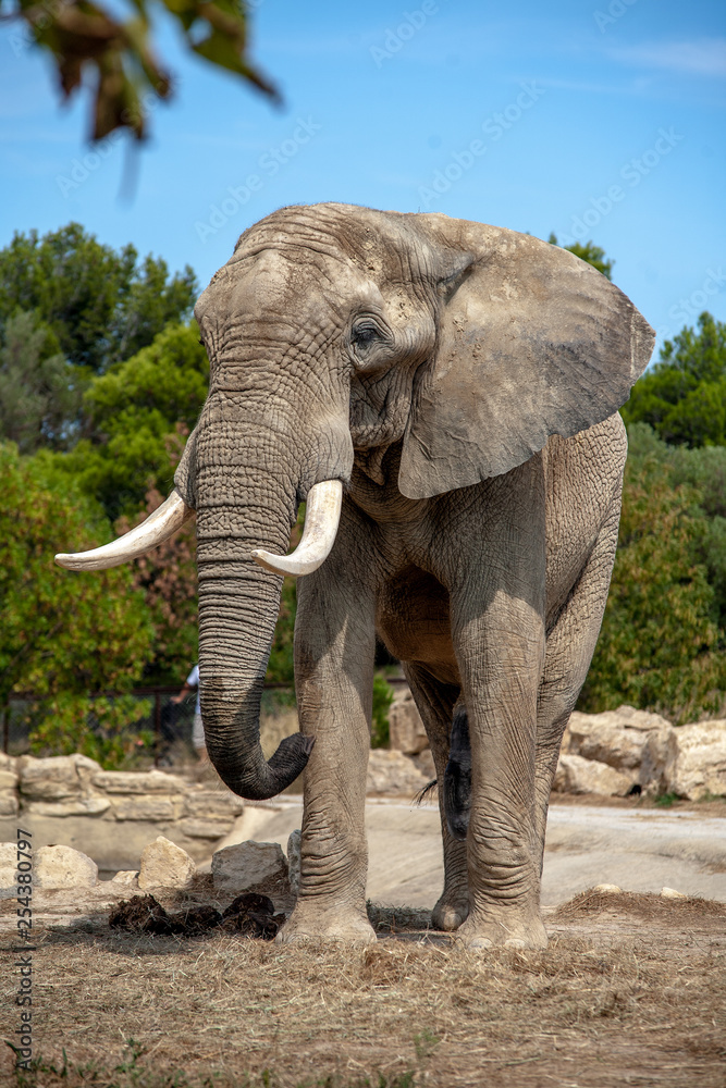 Fototapeta premium Male African elephant
