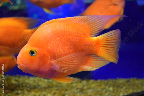 Aquarium fish Red Parrot © Taisiia