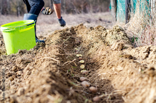 Wallpaper Mural Hand planting potatoes in trench on the farm in the spring Torontodigital.ca