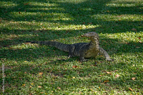 water monitor lizard  Varanus salvator  on the grass