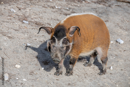 Wallpaper Mural Red river hog, Potamochoerus porcus outdoor, also known as the bush pig Torontodigital.ca