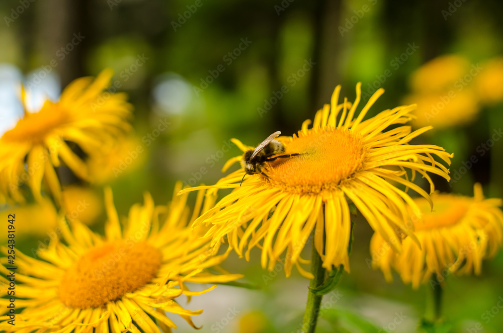 Bee on a yellow flower, busy with collecting pollen Bee on a yellow flower, busy with collecting pollen