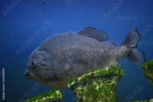 Ordinary piranhas are a species of predatory radiant fish from the subfamily piranhive photo