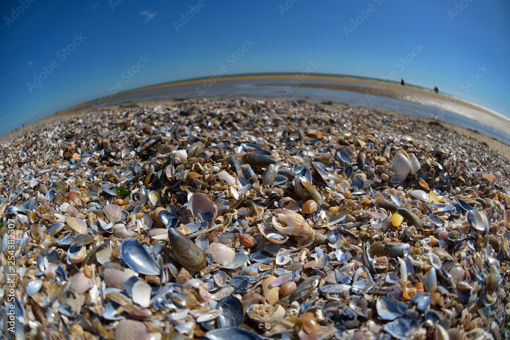 Seashells carpet. Fish-eye view on assortment of colorful sea shells from Atlantic ocean. Distorted, curved (round) horizon and beach in background. Seashells carpet. Fish-eye view on assortment of colorful sea shells from Atlantic ocean. Distorted, curved (round) horizon and beach in background.