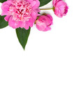 Bouquet of pink peonies on a white background. Top view, flat lay