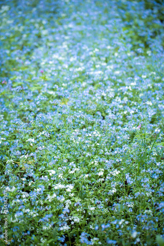 Glade of forget-me-nots