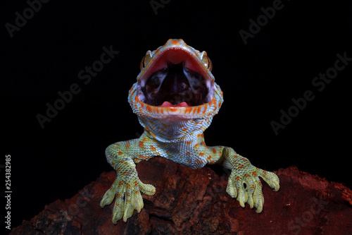 Lizard tokey closeup face on wood photo