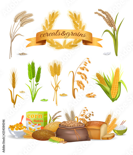 Set of cereals and grains on white background. Vector illustration of rice buckwheat corn wheat oats corn. Products from cereals corn flakes, bread flour, ready croup. Web art in cartoon style