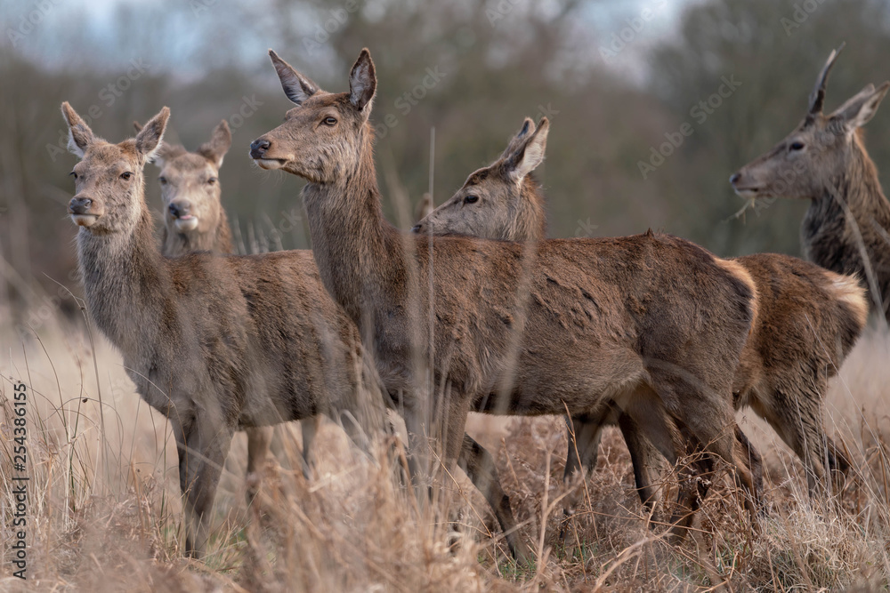 fallow deer in the park