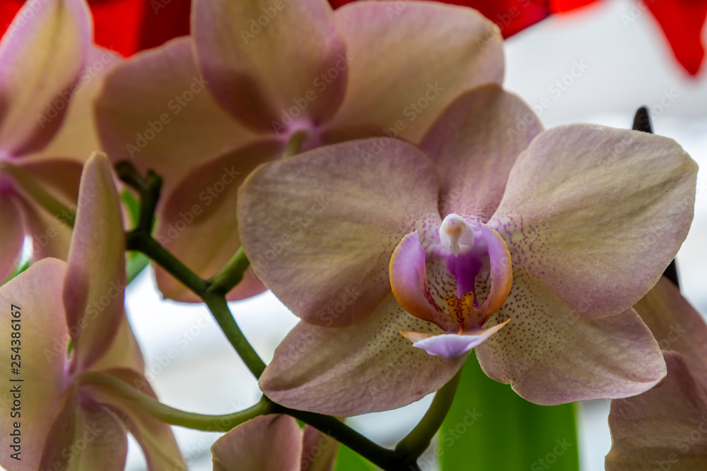 Naklejka premium Close up of Orchid
