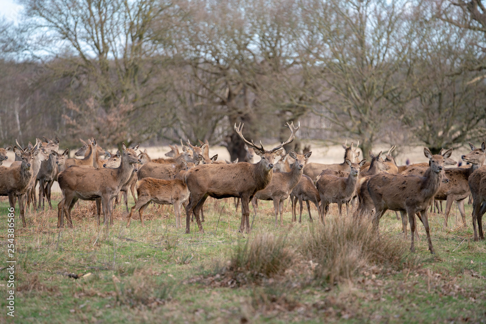 herd of fallow deer herd of fallow deer