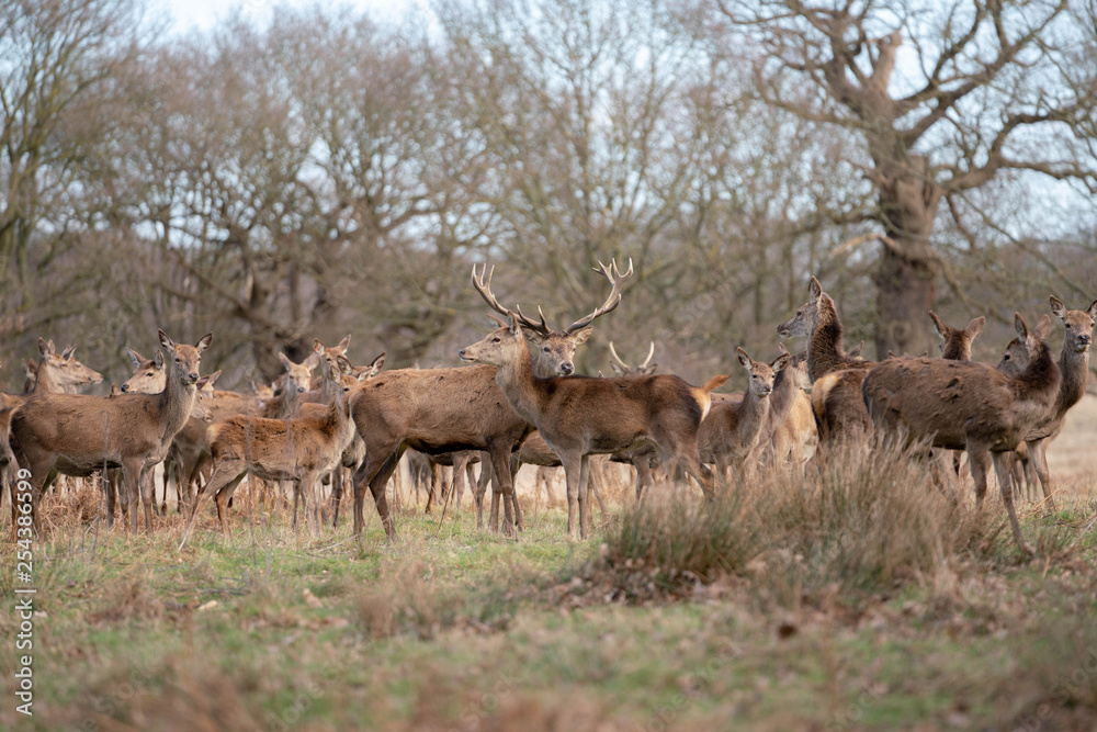 Obraz premium herd of fallow deer