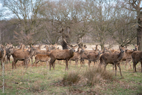 herd of fallow deer