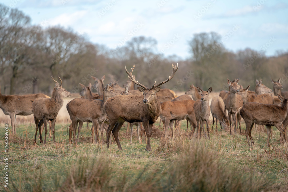 herd of deers herd of deers