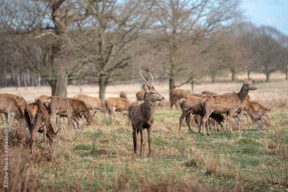 herd of fallow deer