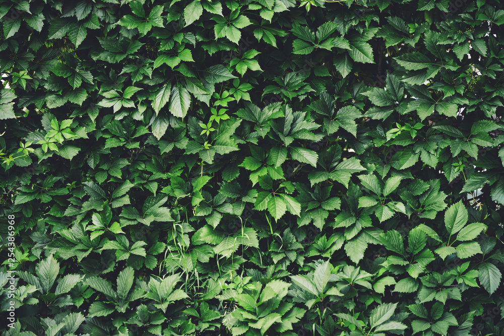 Hedge of big green leaves in spring. Green fence of parthenocissus henryana. Natural background of girlish grapes. Floral texture of parthenocissus inserta. Rich greenery. Plants in botanical garden. Hedge of big green leaves in spring. Green fence of parthenocissus henryana. Natural background of girlish grapes. Floral texture of parthenocissus inserta. Rich greenery. Plants in botanical garden.
