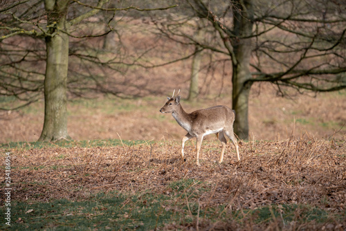 fallow deer in the forest © Mariia