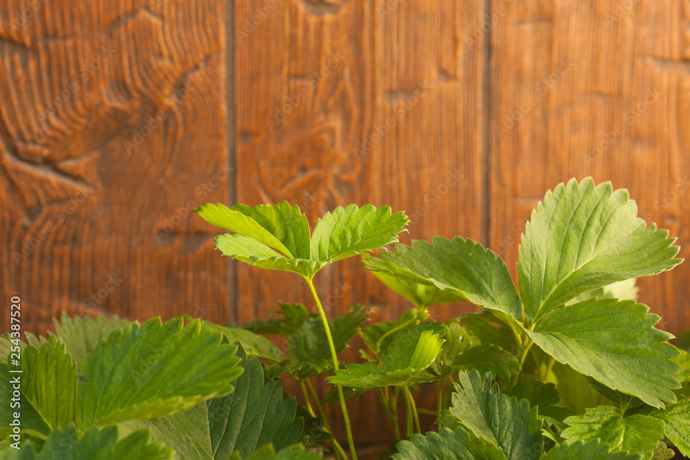 Old grunge Wood Texture with strawberries leaves Old grunge Wood Texture with strawberries leaves