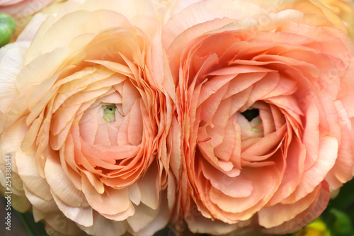 Flowers Asian Buttercup Ranunculus.Light yellow beige color of the flower.