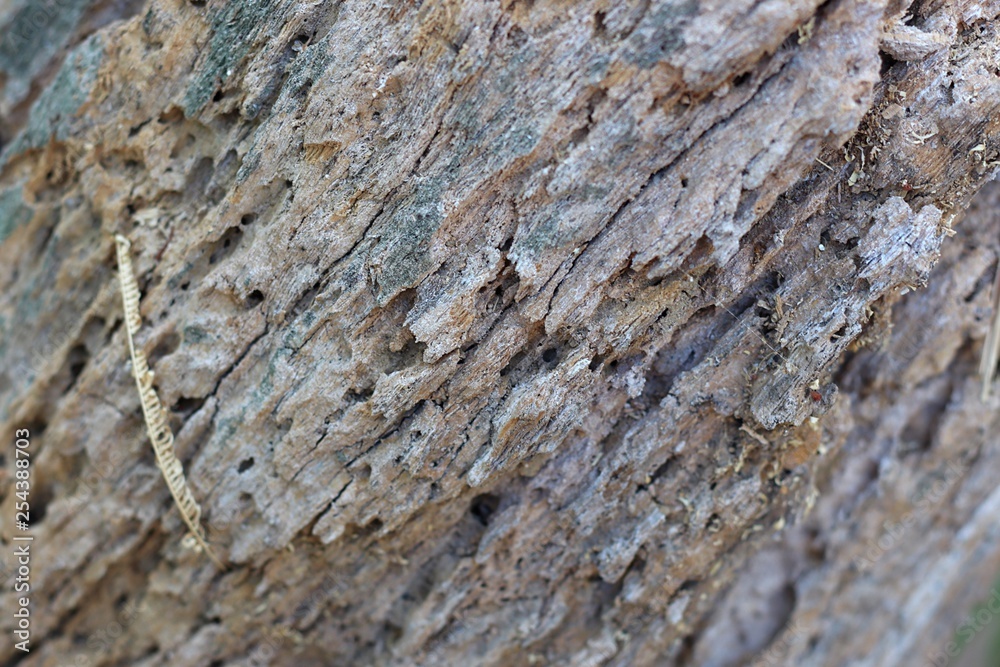 The surface of old brown wood The surface of old brown wood