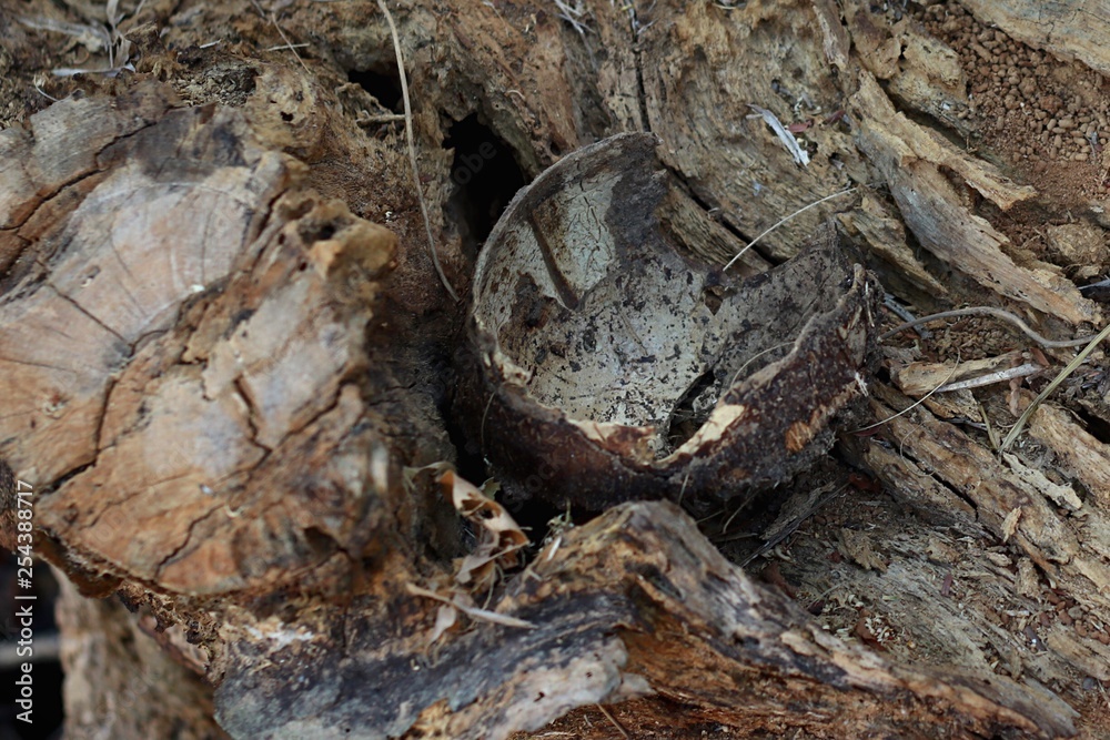 The shell of the coconut fruit that is placed on the timber The shell of the coconut fruit that is placed on the timber