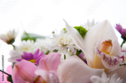 closeup flowers, chrysanthemum and orchid