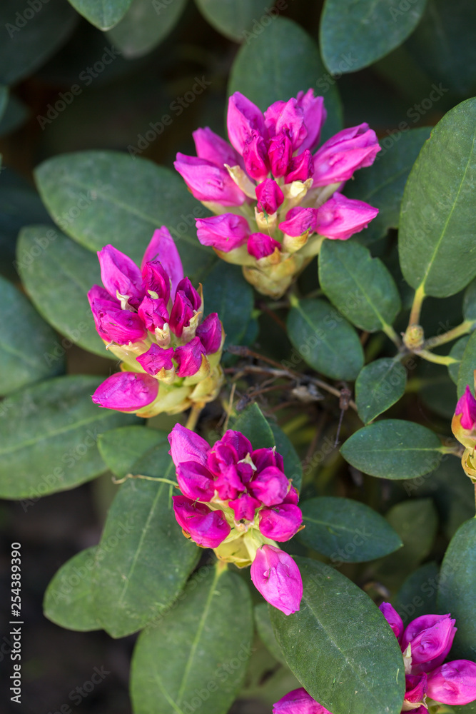 pink rhododendron in the garden, top view pink rhododendron in the garden, top view
