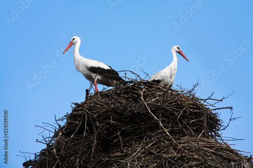 Two white stork sitting in a nest of twigs on the house. Closeup