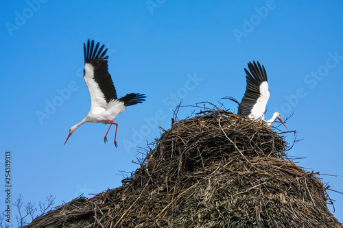 Two white stork sitting in a nest of twigs on the house. Closeup
