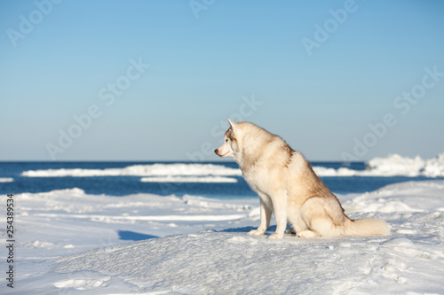 Beautiful Siberian husky dog sitting on ice floe on the frozen Okhotsk sea background
