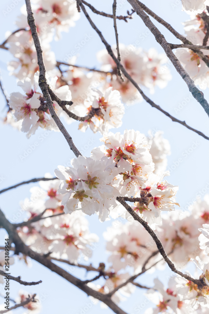 almond flowers blue sky spring season buds bees almond flowers blue sky spring season buds bees