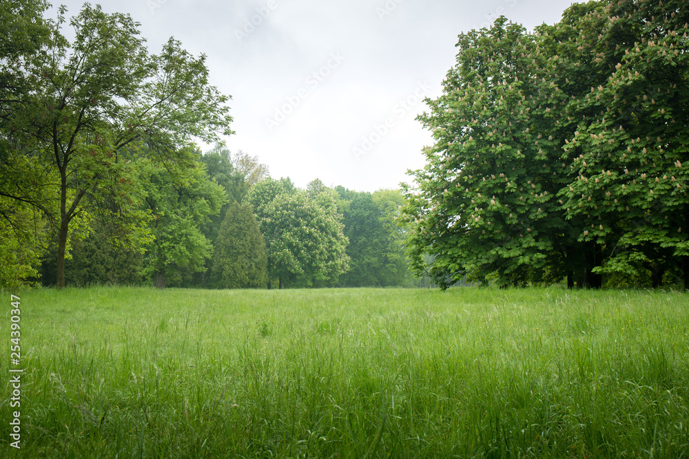 Obraz premium spring lawn in the park