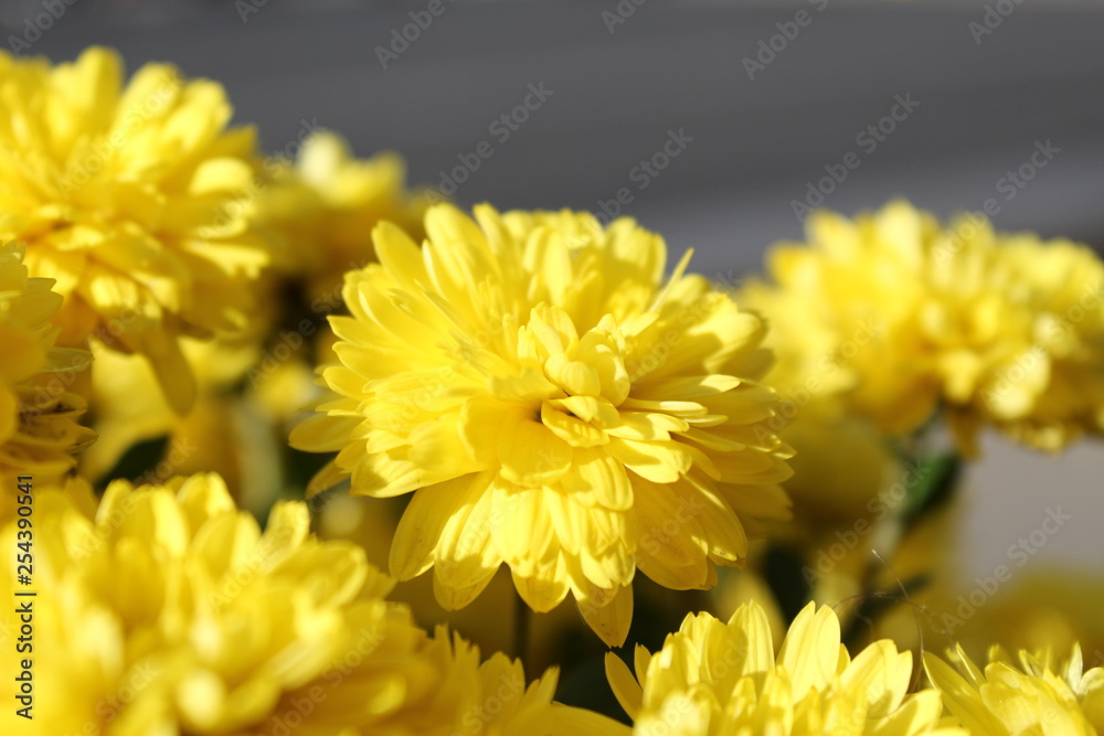 fiori gialli