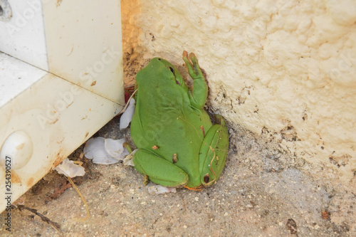 Animaux de nos jardins : grenouille rainette méridionale